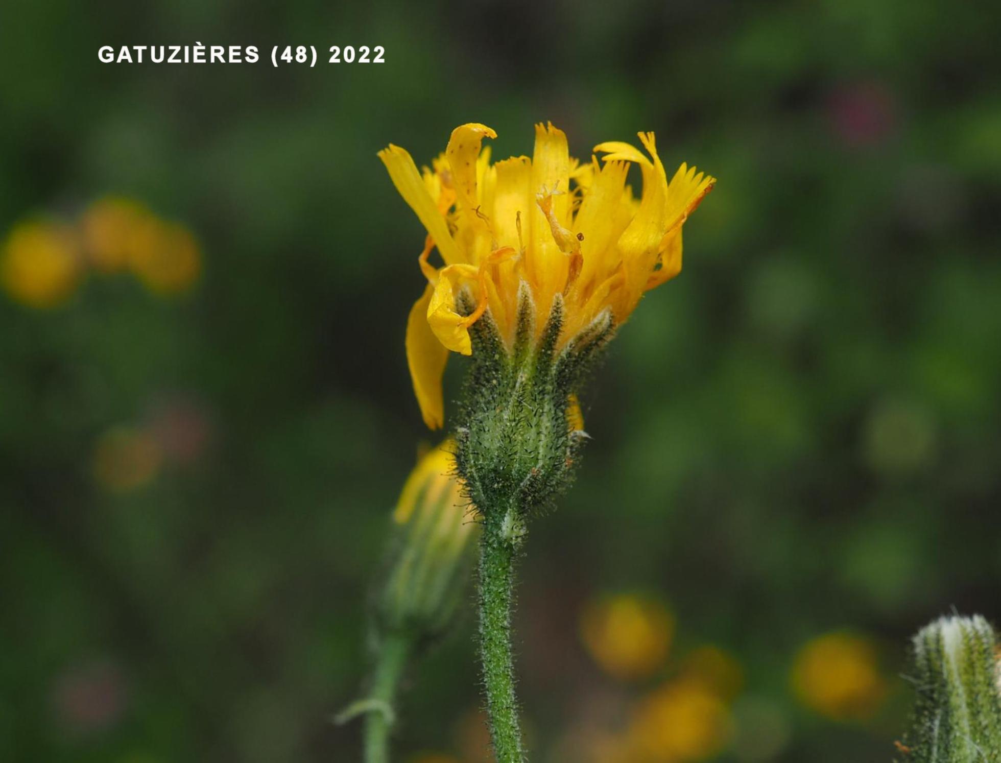 Épervière des Cévennes Hawkweed, Cévenol